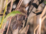 Lanceolated Warbler, Boddam, Shetland