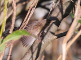 Lanceolated Warbler, Boddam, Shetland