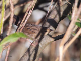 Lanceolated Warbler, Boddam, Shetland