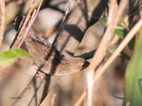 Lanceolated Warbler, Boddam, Shetland