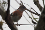 Brambling, Norwick-Unst, Shetland
