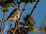 Chiffchaff (Siberian ?), Haligarth-Unst, Shetland