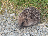 Hedgehog, Norwick-Unst, Shetland