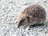 Hedgehog, Norwick-Unst, Shetland