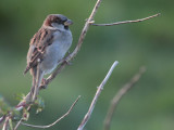 House Sparrow, Spiggie, Shetland