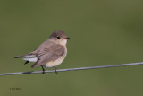 Red-breasted Flycatcher, Maywick, Shetland