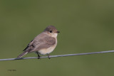 Red-breasted Flycatcher, Maywick, Shetland