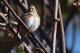 Lesser Redpoll, Sandgarth, Shetland