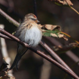 Lesser Redpoll, Sandgarth, Shetland