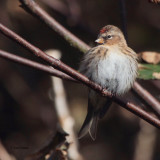 Lesser Redpoll, Sandgarth, Shetland