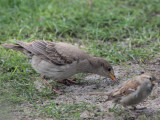 Rose-coloured Starling (juvenile), Scalloway, Shetland