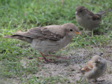 Rose-coloured Starling (juvenile), Scalloway, Shetland