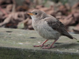 Rose-coloured Starling (juvenile), Scalloway, Shetland