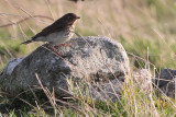 Swainson's Thrush, Aith-Fetlar, Shetland