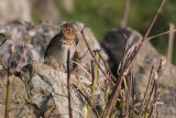 Swainson's Thrush, Aith-Fetlar, Shetland