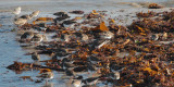 Various waders, Lunda Wick-Unst, Shetland