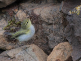 Wood Warbler, Haligarh-Unst, Shetland