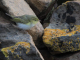 Wood Warbler, Haligarh-Unst, Shetland