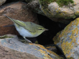 Wood Warbler, Haligarh-Unst, Shetland
