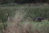 Greenland White-fronted Goose, Loch Lomond NNR, Clyde