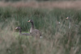 Greenland White-fronted Goose, Loch Lomond NNR, Clyde