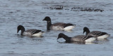 Pale-bellied Brent Goose, Ardmore Point, Clyde