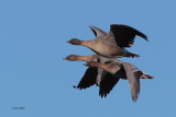 Pink-footed Geese, near Gartocharn, Clyde