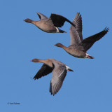 Pink-footed Geese, near Gartocharn, Clyde