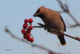 Waxwing, Baillieston, Glasgow