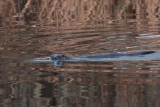 Otter, Endrick Water, RSPB Loch Lomond