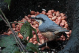 Nuthatch, RSPB Lochwinnoch, Clyde