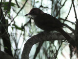 Terrestrial Brownbul, Kingfisher Guest House-Wilderness, South Africa