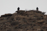 Verrauxs Eagle, Karoo NP, South Africa