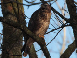 Buzzard, Wards Pond-RSPB Loch Lomond, CLyde