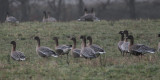 Pink-footed Geese, near Croftamie, Clyde