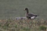 Greenland White-fronted Goose, near Croftamie, Clyde