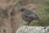 Black Redstart, Colgrain, Clyde