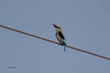 Woodland Kingfisher, Kruger NP, South Africa