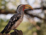 Yellow-billed Hornbill, Kruger NP, SOuth Africa