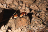 Coral Snake, Karoo NP, South Africa
