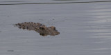 Crocodile, Karoo NP, South Africa