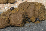Dung Beetle, Karoo NP, South Africa