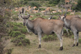 Eland, de Hoop NP, South Africa