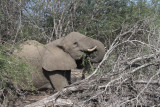 Elephant, Kruger NP, South Africa