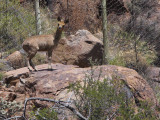 Klipspringer, Karoo NP, South Africa