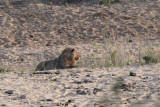 Lion, Kruger NP, South Africa