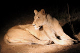 Lion, Kruger NP, South Africa