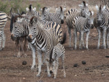 Burchells Zebra, Kruger NP, South Africa