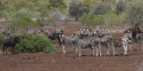 Burchells Zebra, Kruger NP, South Africa