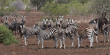 Burchells Zebra, Kruger NP, South Africa